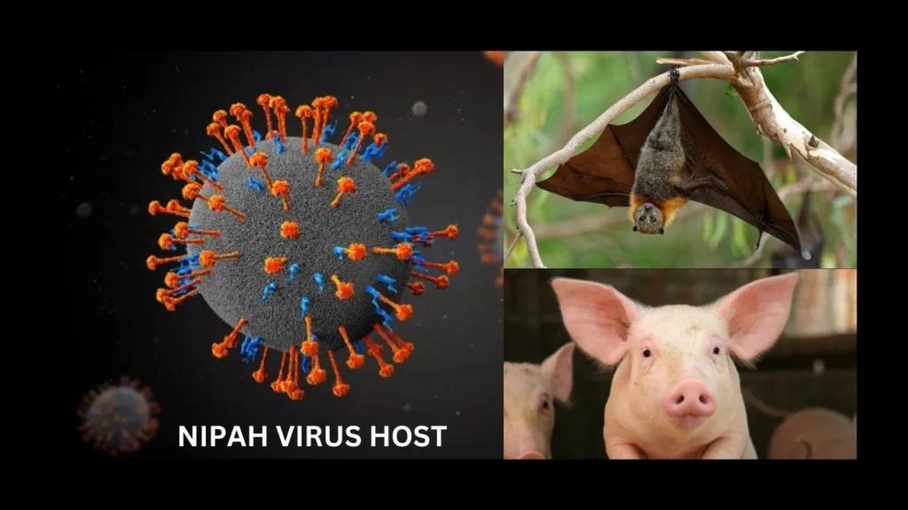 NIPAH VIRUS NATURAL HOSTS