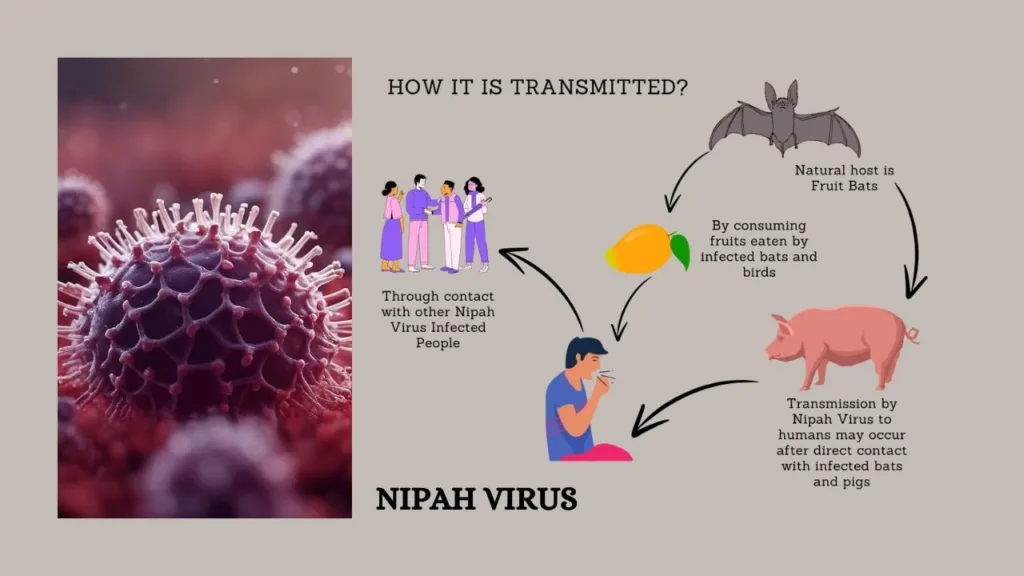 NIPAH VIRUS MODE OF TRANSMISSION